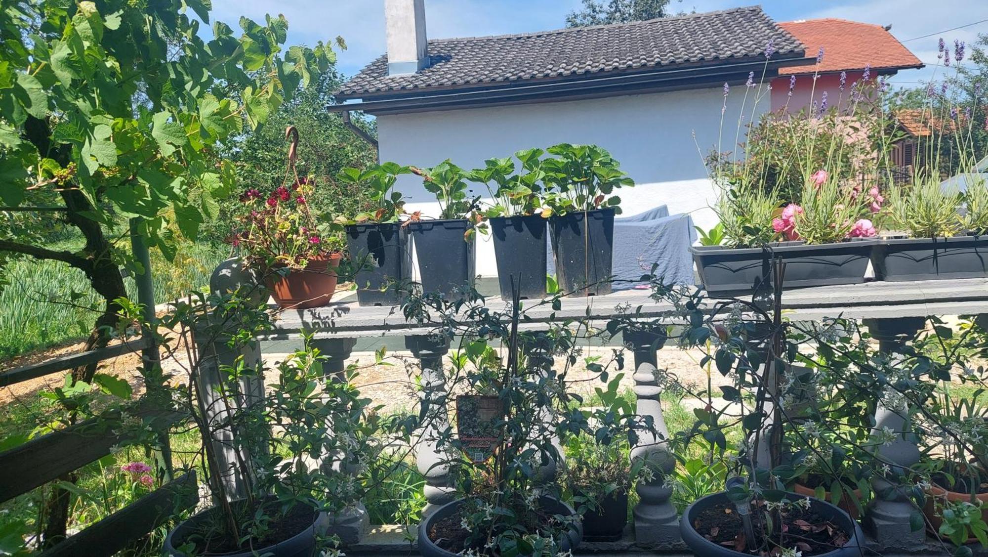 Apartamento Kod Ane Belavici Exterior foto