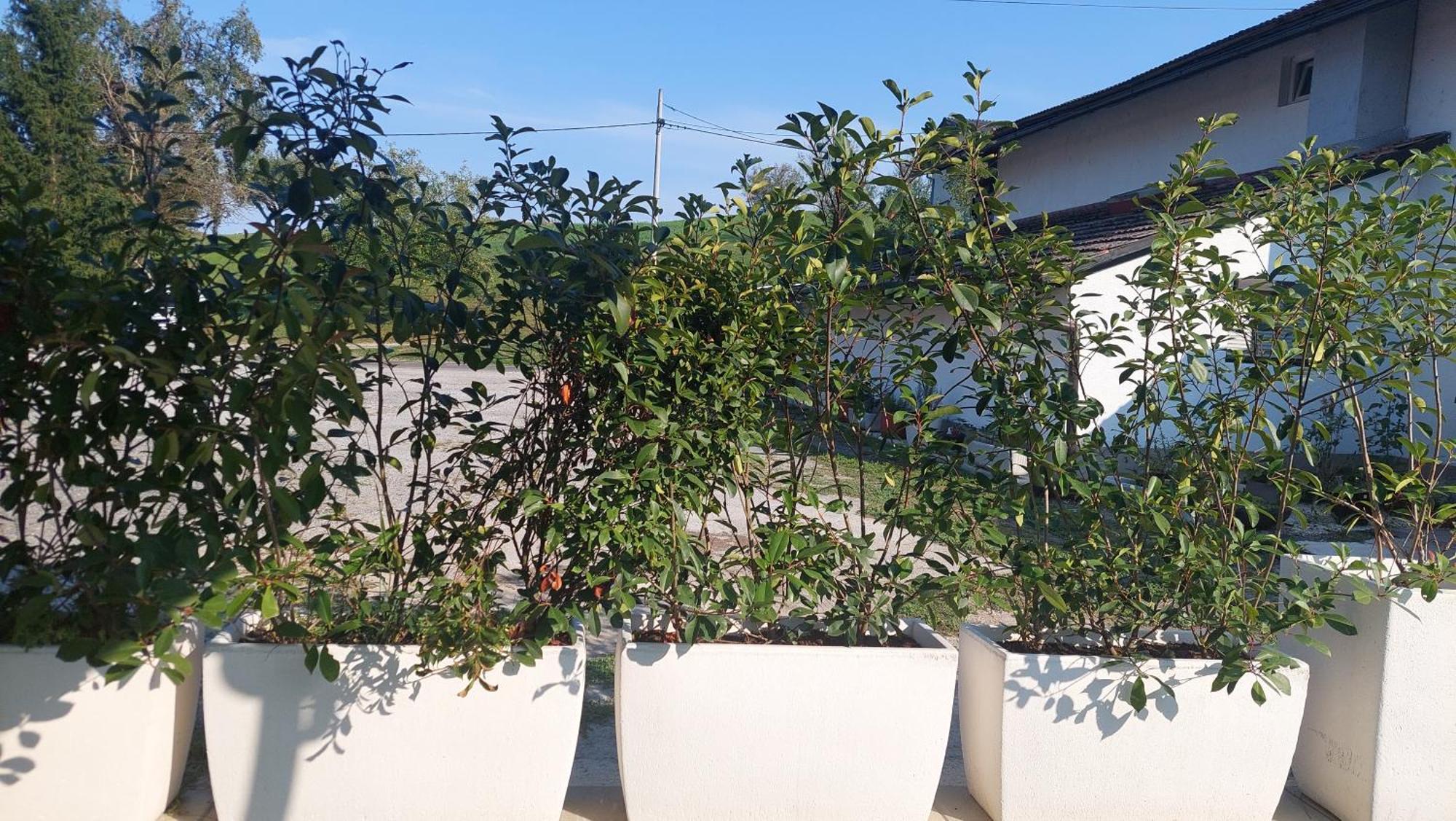 Apartamento Kod Ane Belavici Exterior foto